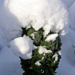 Winterkohl Winterkohl